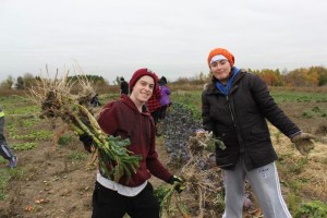 YMCA Academy students picking crops at the farm at YMCA Cedar Glen Outdoor Centre