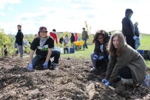 YMCA Academy students gathering mulch for tree planting at Evergreen Downsview Park